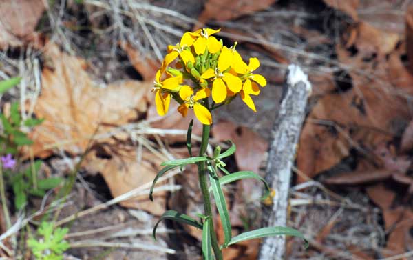 Erysimum capitatum, Western Wallflower, Southwest Desert Flora